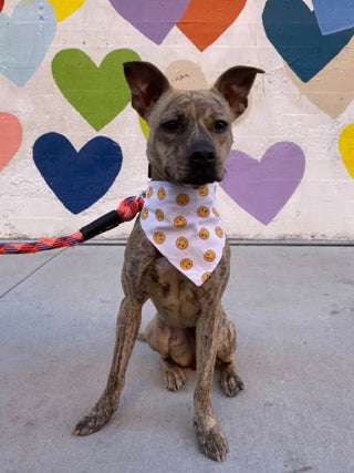 Luca + B Dog Bandana