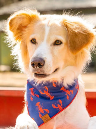 Foggy Dog Bandana
