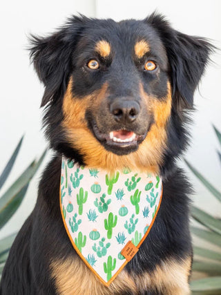 Foggy Dog Bandana