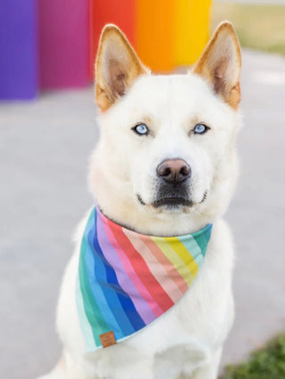 Foggy Dog Bandana